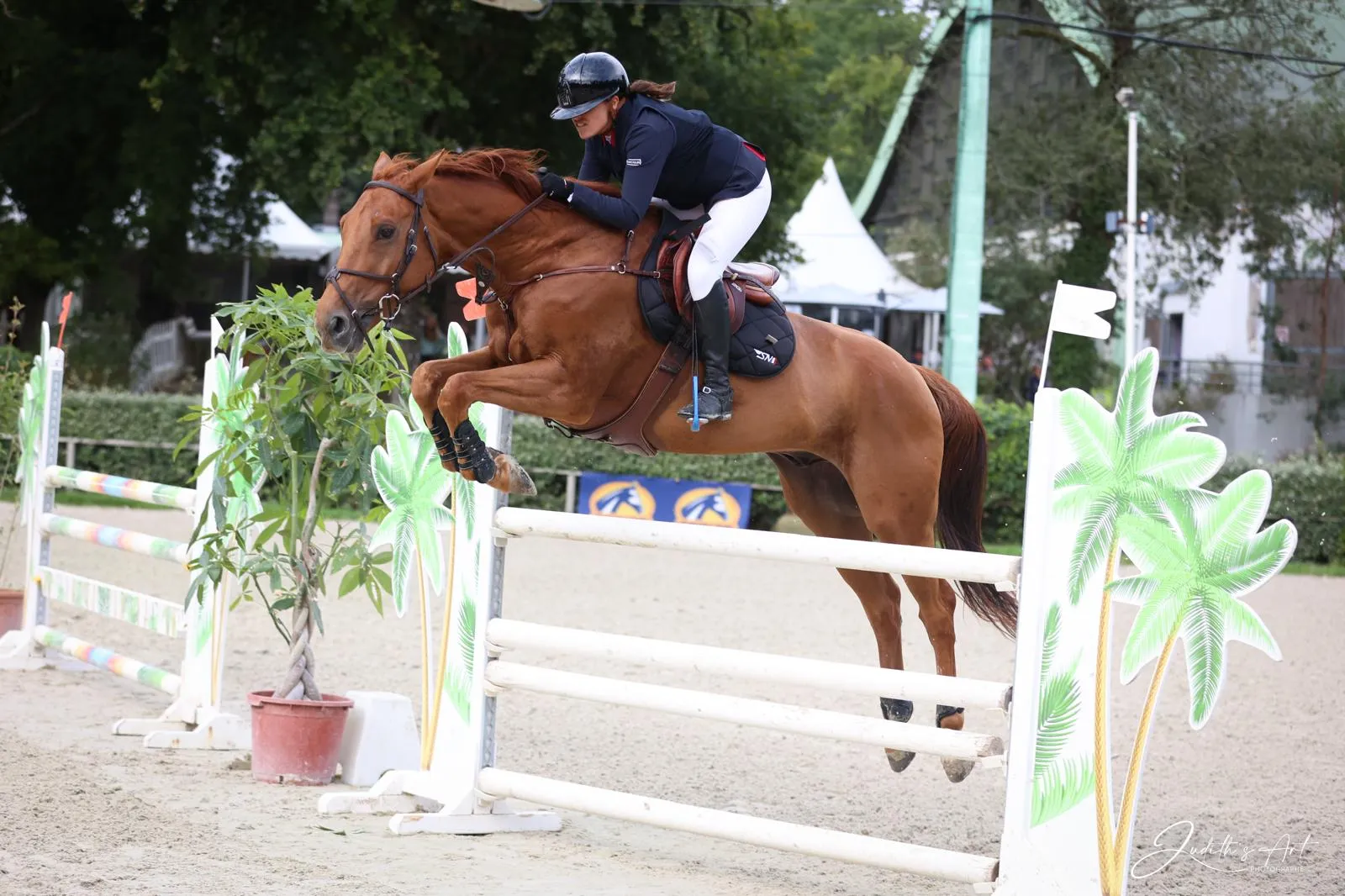 SN Horses - Cavalier Saskia Nouguès - Chevaux français - Equitation